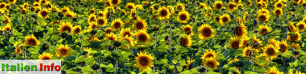 Italien genießen mit Italien.Info: Sonnenblumen in der Maremma (GR) - Toskana